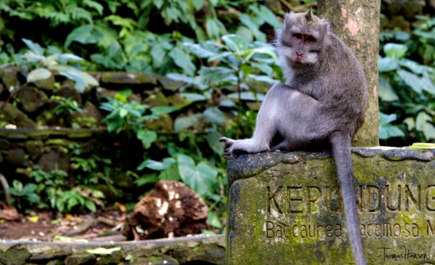 Even a monkey might rip you off in Bali!