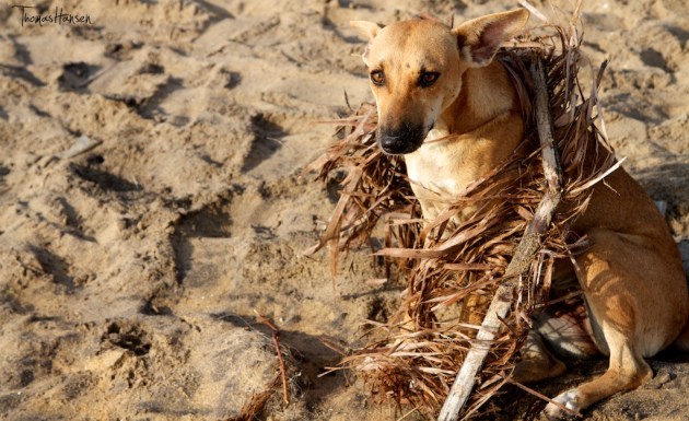 A Child's Toy - Sri Lanka