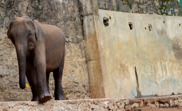 Pinnawala Elephant Orphanage - Sri Lanka 11