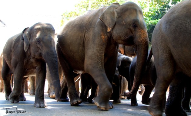 Pinnawala Elephant Orphanage - Sri Lanka 12
