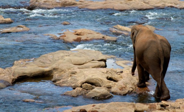 Pinnawala Elephant Orphanage - Sri Lanka 2