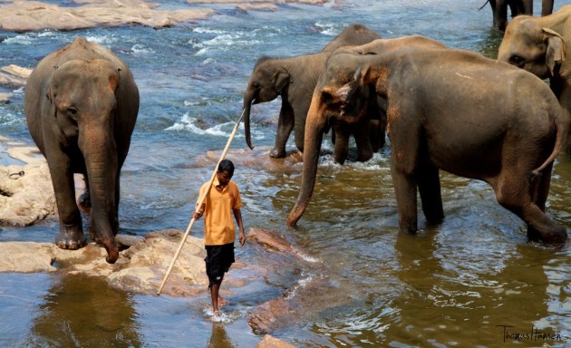 Pinnawala Elephant Orphanage - Sri Lanka 3