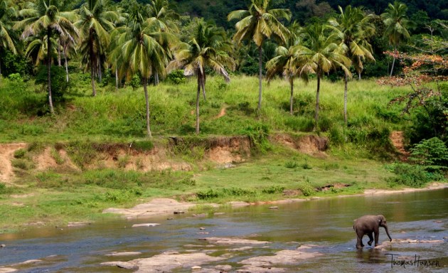 Pinnawala Elephant Orphanage - Sri Lanka 5