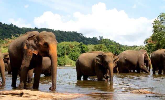 Pinnawala Elephant Orphanage - Sri Lanka 9