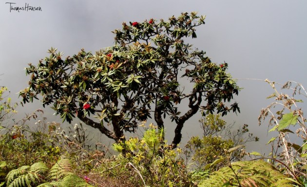 Mist at Worlds End - Sri Lanka