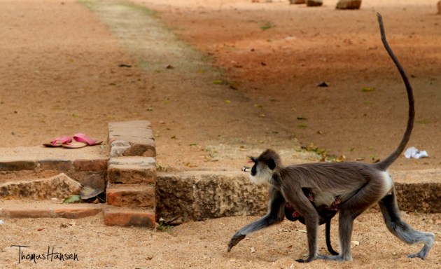 Monkey - Anuradhapura - Sri Lanka 9