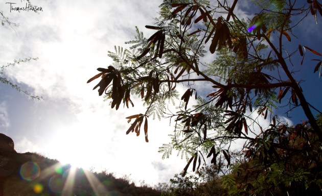 On the Way Up Diamond Head - Hawaii