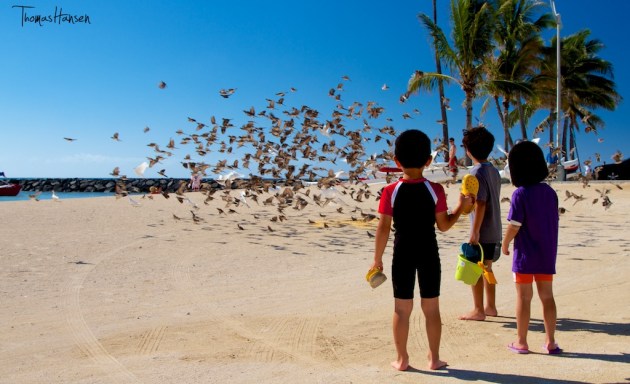 Watching the Pigeons in Hawaii