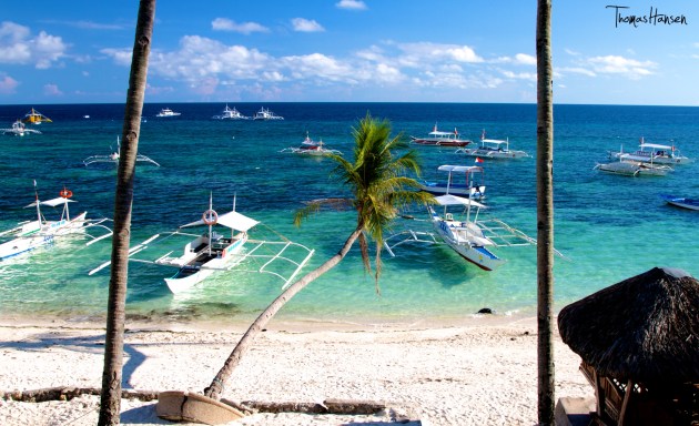Climbing a Palm Tree - Philippines 01