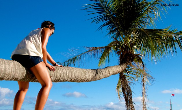 Climbing a Palm Tree - Philippines 04
