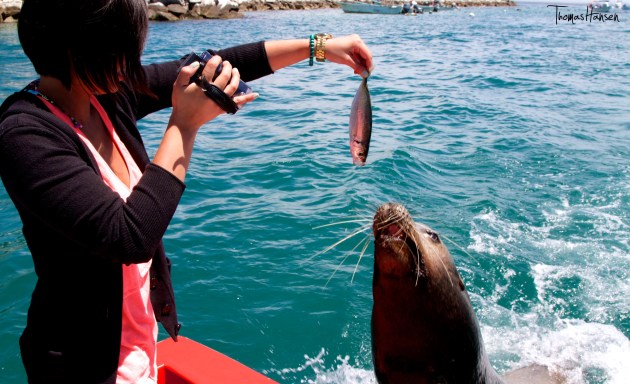 Feeding a Sea Lion Cabo San Lucas Mexico