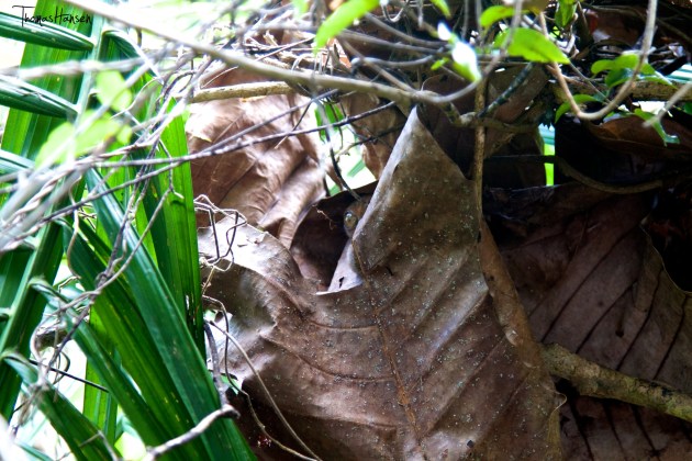 Shy Tarsier at Loboc Conservation Area Bohol Philippines