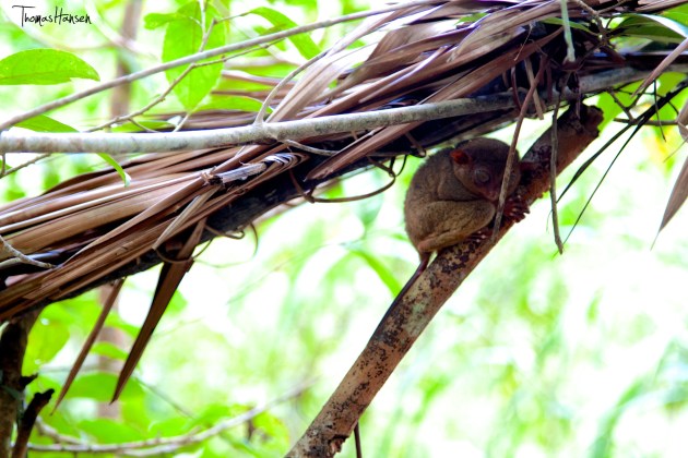 Tarsier at Loboc Conservation Area Bohol Philippines 02