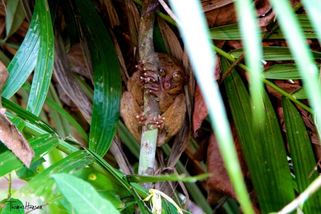 Tarsier at Loboc Conservation Area Bohol Philippines 03