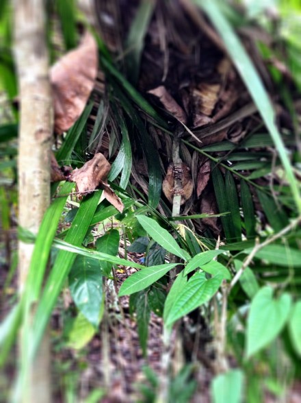 Tarsier at Loboc Conservation Area Bohol Philippines