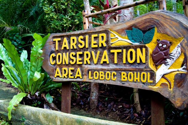 Tarsier Conservation Area Loboc Bohol Philippines