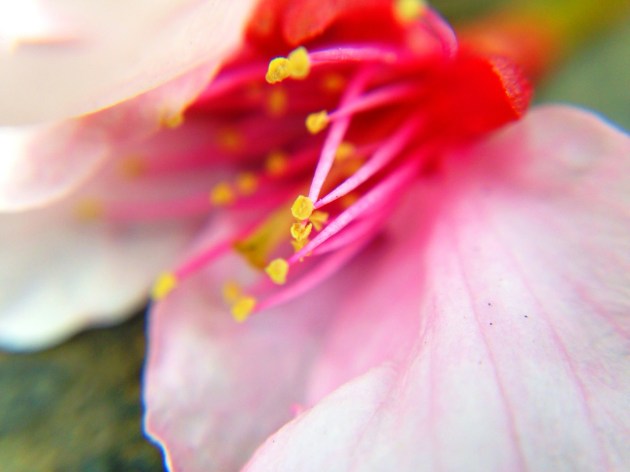 iPhone Olloclip Japan - Cherry Blossom