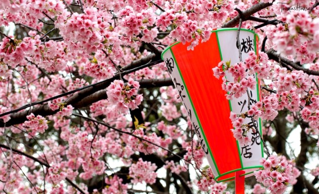 Japan Sakura - Cherry Blossom Flowers 01