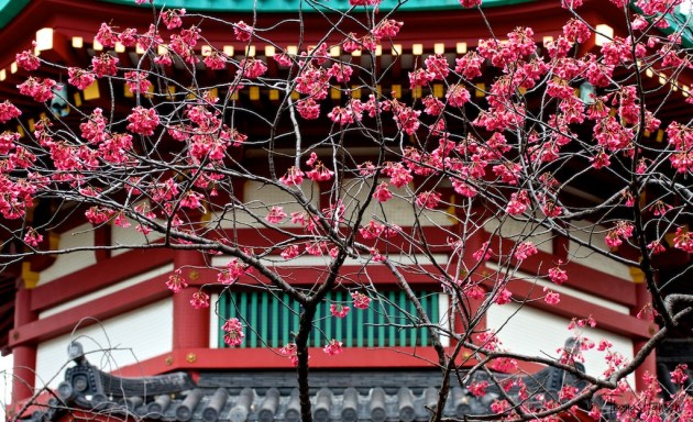 Japan Sakura - Cherry Blossom Flowers 02