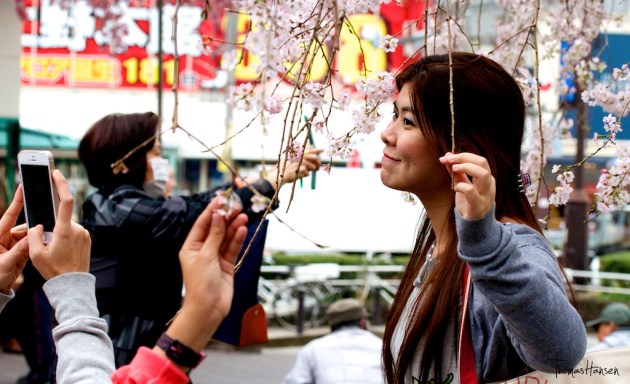 Japan Sakura - Cherry Blossom Flowers 03