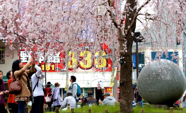 Japan Sakura - Cherry Blossom Flowers 04