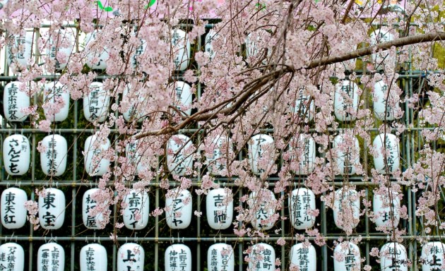 Japan Sakura - Cherry Blossom Flowers 05