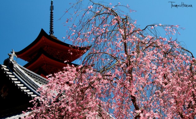 Japan Sakura - Cherry Blossom Flowers 07