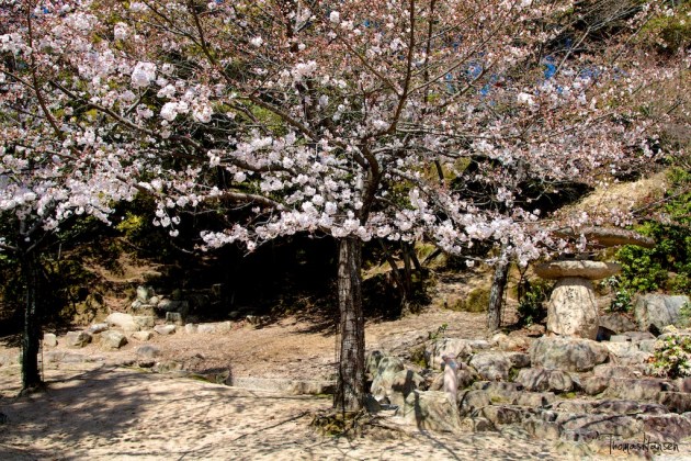 Japan Sakura - Cherry Blossom Flowers 08