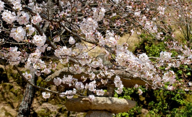 Japan Sakura - Cherry Blossom Flowers 09