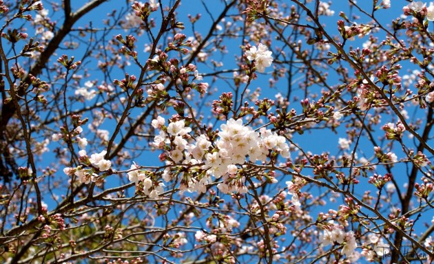 Japan Sakura - Cherry Blossom Flowers 10