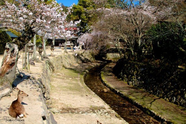 Japan Sakura - Cherry Blossom Flowers 12