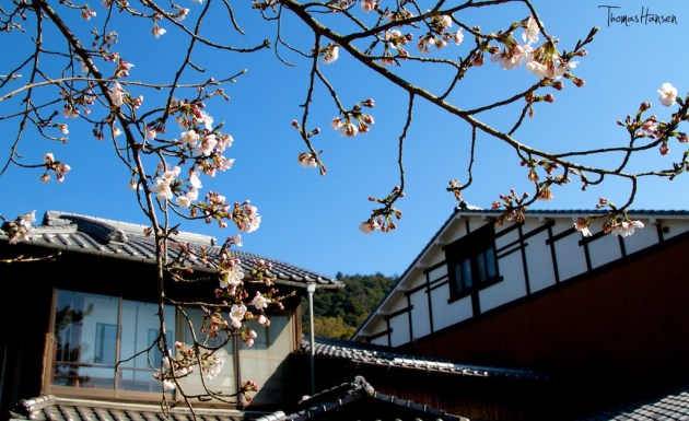 Japan Sakura - Cherry Blossom Flowers 13