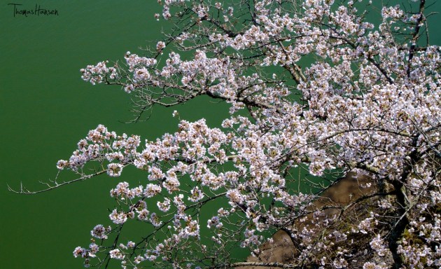 Japan Sakura - Cherry Blossom Flowers 18