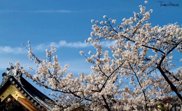 Japan Sakura - Cherry Blossom Flowers 20