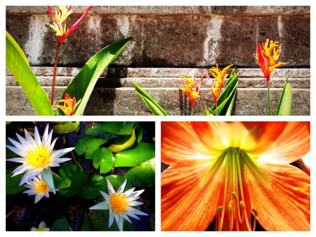 Flowers in Bali