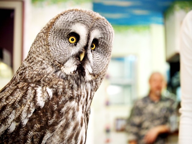 Owl Bird Pet Cafe Baron - Tokyo Japan 10